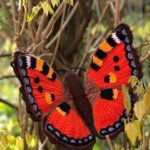 Beautiful Crochet Butterfly Free Pattern